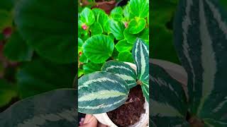 Calathea plants indoorplant youtubeshorts shorts [upl. by Anairotciv]