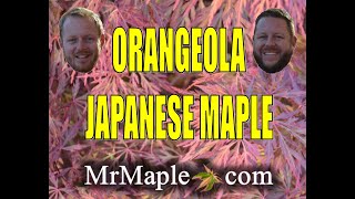 ORANGEOLA JAPANESE MAPLE  JAPANESE MAPLES [upl. by Obeng899]