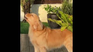 Golden Retriever howling sound [upl. by Iman]