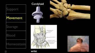 The Skeletal System [upl. by Coke]