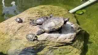 turtles family🐢💞🎏 so cute cutereptile littleturtle turtlelove koilover [upl. by Acinomahs394]