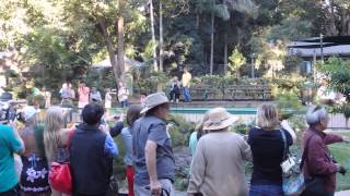 Lorikeet Feeding At Currumbin Wildlife Sanctuary [upl. by Guzel413]