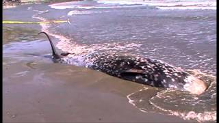 Cuviers Beaked Whale [upl. by Pfeffer934]