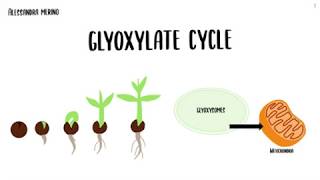 Glyoxylate cycle [upl. by Anileda]