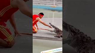 CROC 🐊 EATS HIS HAND 🤚 😱 animal animals comedy funny lol [upl. by Senecal47]