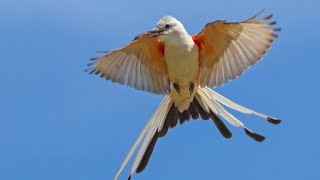 Sissor tailed flycatcher [upl. by Anaerda759]