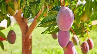 আম গাছের গুটি কলম দেয়ার পদ্ধতি। mango 2024 [upl. by Sinai32]