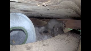 squirrel babies hopefully Squirrel nesting home Live view Smart video Camera watch all videos [upl. by Weig]