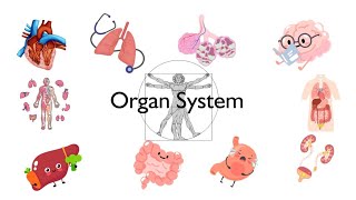 Understanding the Human Body Overview of Major organs [upl. by Satterlee35]