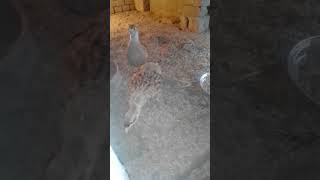 New Titer Video and Breding animlas birds funny shorts nature tranding [upl. by Nylazor]