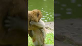 Fun Monkey Moments Watch Them Play Happily Together monkeyforest animals [upl. by Ramirol]