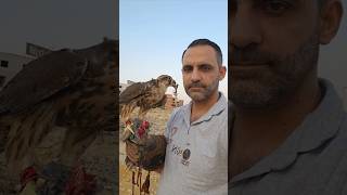 Lanner falcon𓅃Lanner Falconصقر وكريفالكونصيد صقر وكري طرح صقر 𓅃Saker Falcons𓅃Lanner صقروكري [upl. by Israel86]