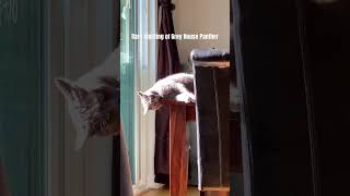 The simple pleasures of watching pets doing their thing housepets cats housecats furbabies [upl. by Manwell463]