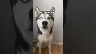 dog tries different foods talking husky compilation [upl. by Anahsat]