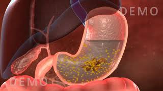 THE HUMAN DIGESTIVE SYSTEM OESOPHAGUS AND STOMACH v02 [upl. by Janean]