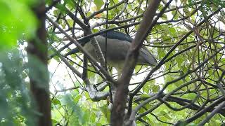 Garza Bruja  Nycticorax nycticorax [upl. by Anidem]