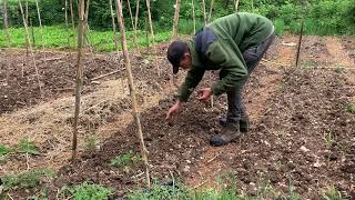 Sencillo Truco para Plantar Tomateras y Que Aguanten mejor La Sequía [upl. by Dunson]