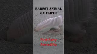 RAREST Animal on Earth Pink Fairy Armadillo Discovery in 2024 [upl. by Grane]