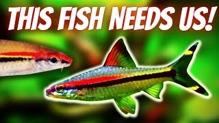 How To Care For and Breed Roseline Sharks Denison  Torpedo Barb Care  Breeding Guide [upl. by Fradin412]