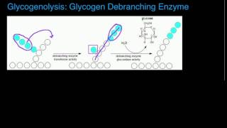 Glycogen Debranching Enzyme Functions and Mechanism [upl. by Apurk]