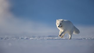 10 Wild Animals in Sweden [upl. by Madelina]