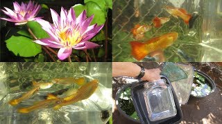 Healthy Guppies Gouramis and Water Lilies in Simple Fish Pond Tubs Explained [upl. by Athallia]