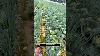 Smart intercropping of cabbage and onions farming vegetables sonlv [upl. by Monson84]