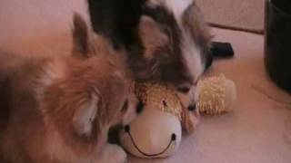 Fluffy Corgis Herding Cattle [upl. by Rheba]