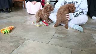 Toy Poodle Puppies For Sale [upl. by Harbird]