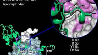 Apoptosis inhibitors of Caspase3 Rate My Science [upl. by Dranyam]