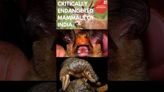 Critically Endangered Mammals of India  IUCN Red list [upl. by Eneluqcaj]