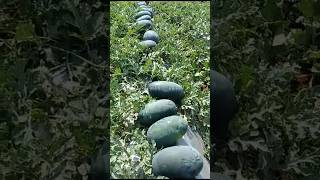 Candy watermelon farming [upl. by Jenda]