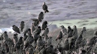 Starlings Coming To Roost  Starling Murmuration in Cornwall UK [upl. by Sitra]