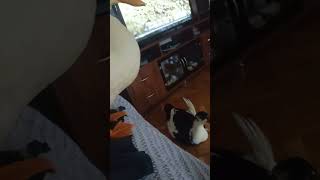 🧿🧿😘♥️💃shortvideo keşfet two duck duckworld funnyanimal ducklove hayvansevgisi [upl. by Teria548]