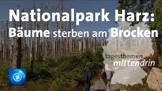 Nationalpark Harz Klimawandel auf dem Brocken I tagesthemen mittendrin [upl. by Dust896]