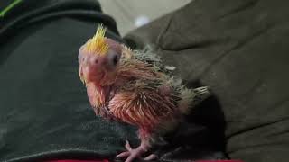 Baby cockatiel is one month old [upl. by Ateerys]