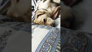 akkad bakkad bambe song music love doglover labrador [upl. by Nauqes638]