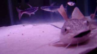 Red Tail catfish eating my oscar Pt2 [upl. by Odella]