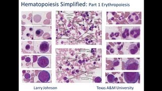 Hematopoiesis Simplified  Part 1 Erythropoiesis [upl. by Gnok]