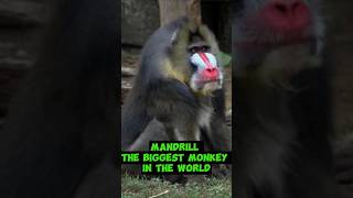 Mandrill  The Biggest Monkey In The World [upl. by Anayk724]