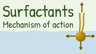 Surfactants Mechanism of Action [upl. by Burr]