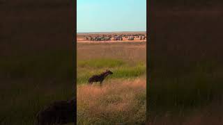 Hyenas Or Lion  amboseli wildlife ytshortsindia banglavlog bengalivlog travelvlog [upl. by Lapides969]