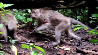 Infanticide in Long tail Macaque [upl. by Moses704]