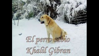 El perro sabio Khalil Gibran [upl. by Aindrea]