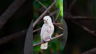 Tanimbar Corella 戈氏凤头鹦鹉  JLG birds sonysingapore nature [upl. by Aikmat]