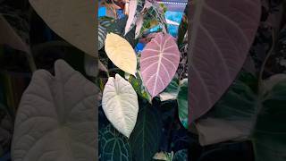 Super Alocasia Collection alocasia tropicalplants trending [upl. by Aissila]