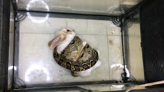 Warning Live Feeding Snake  Boa Constrictor Eating Rabbit [upl. by Billie]