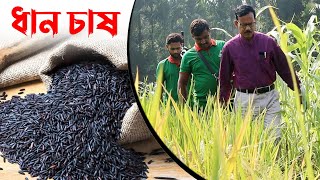 964উন্নত জাতের ধান চাষ করুন অধিক লাভবান হোন রই মানিক চিত্রপুরী RIManikChitrapuri Krishichitra [upl. by Daph147]