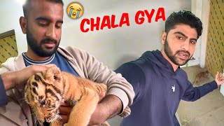 Tiger Ko Wapis kr Dia Reply To Haters [upl. by Aiyram]