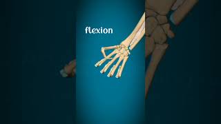 Metacarpophalangeal joint and interphalangeal joint movementsphysiorehabdrsamia [upl. by Homovec]